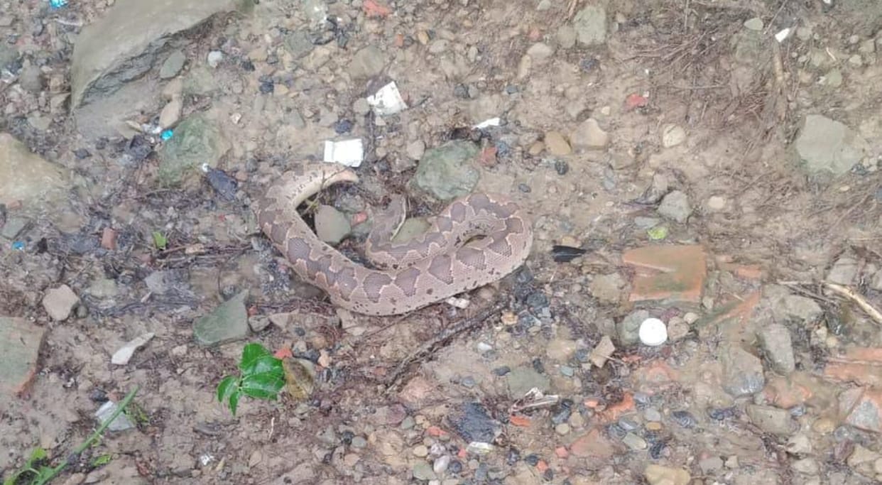 Russell's viper found in sweet shop