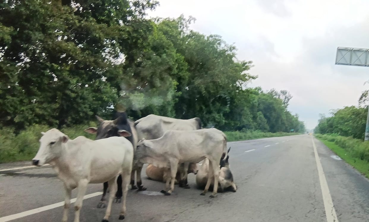 Stray animals camping on the highway, inviting accidents.