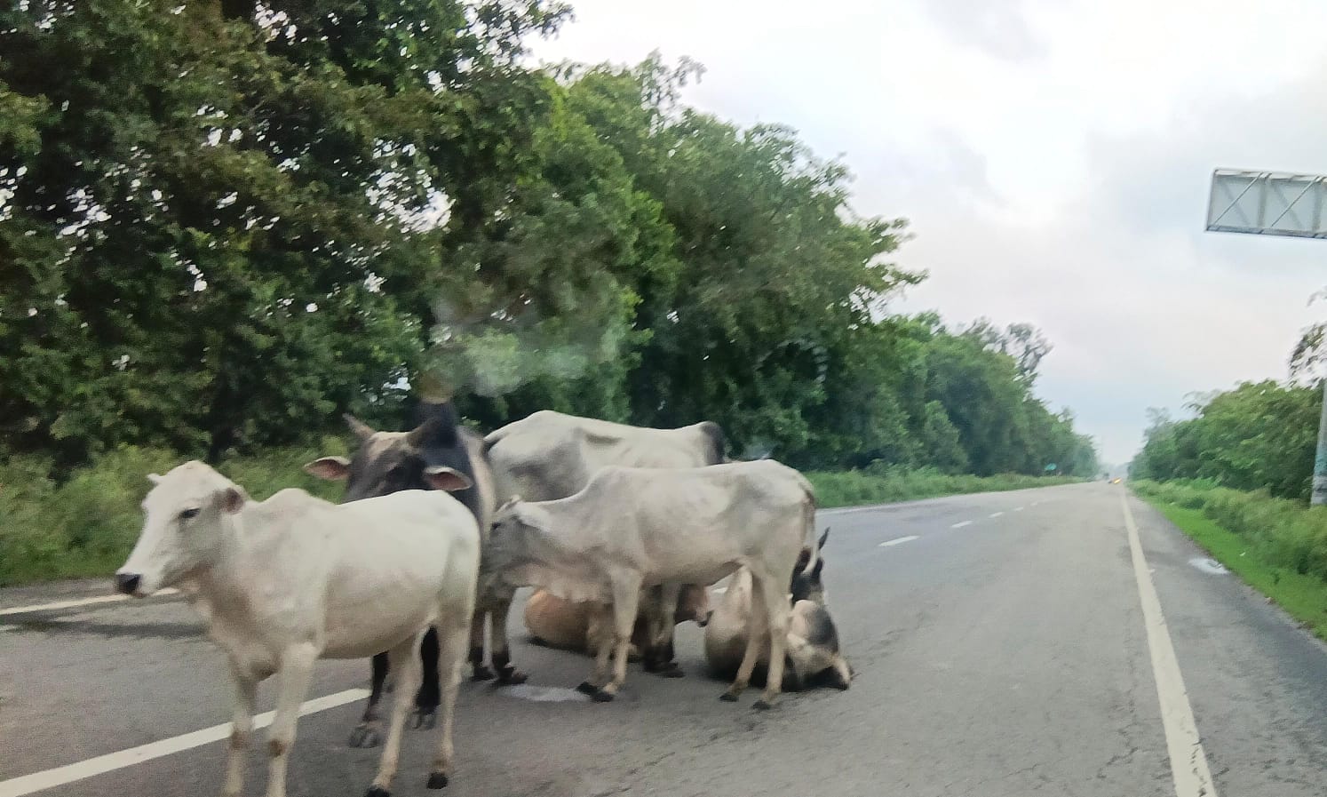 बीसलपुर हाईवे पर टोल प्लाजा के आगेे बैठा पशुओं का झुंड। संवाद