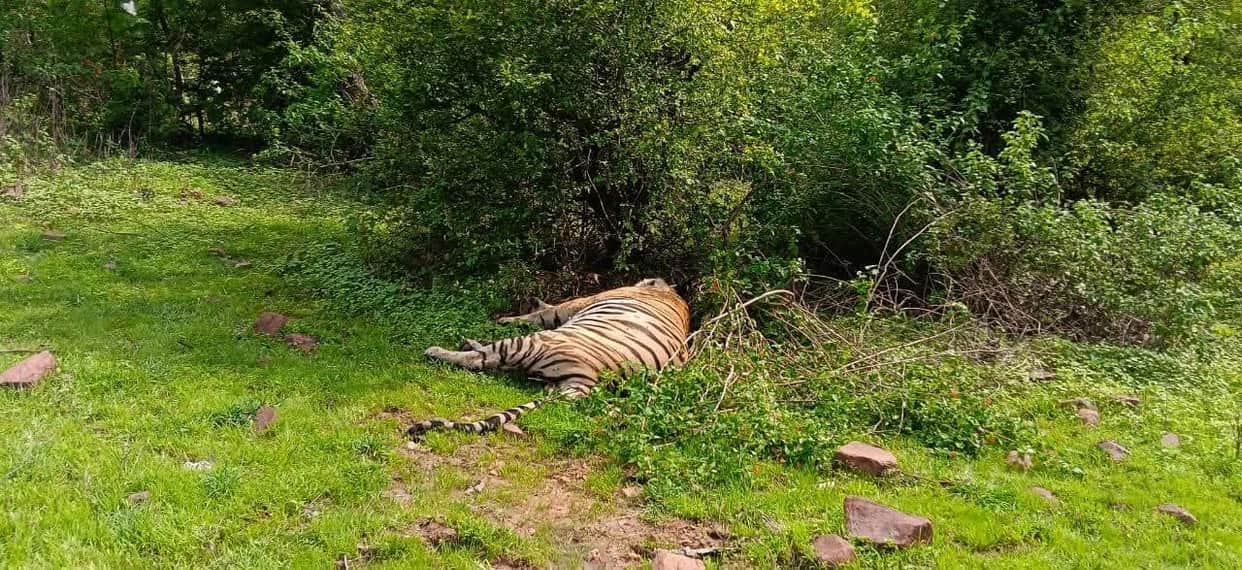 Mystery surrounds tiger's death in Panna Tiger Reserve; cause of death unclear.