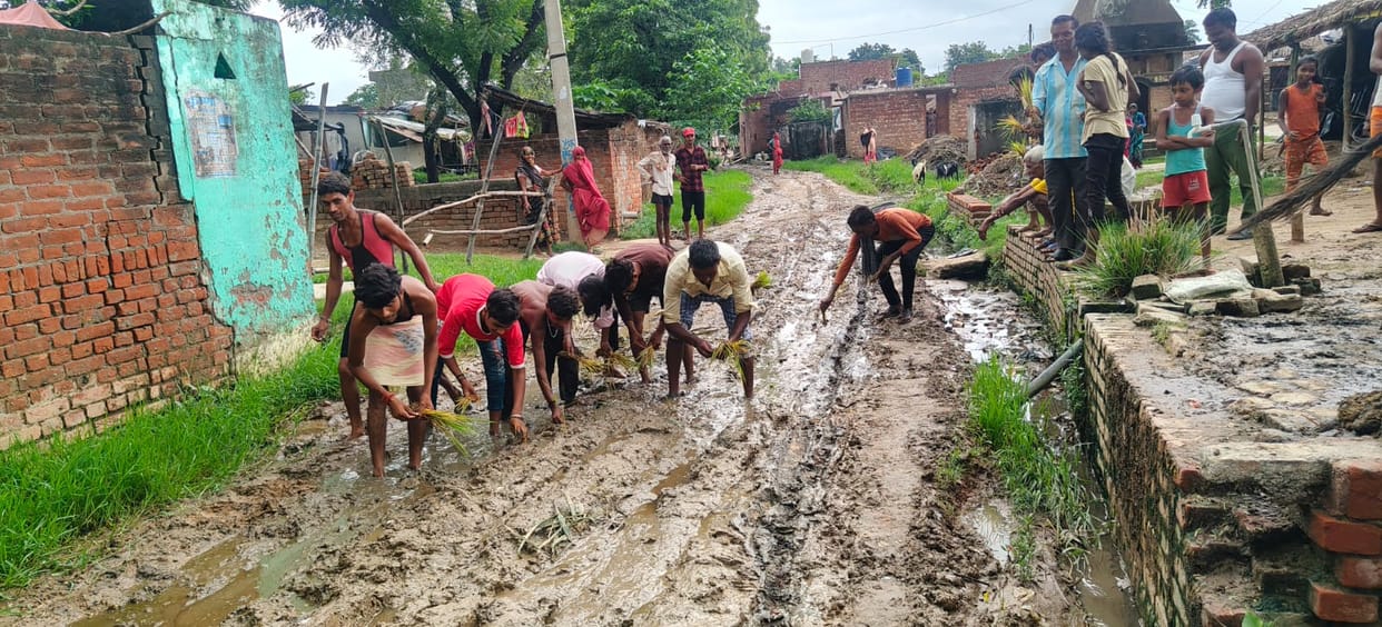 Road turned into field, villagers planted paddy
