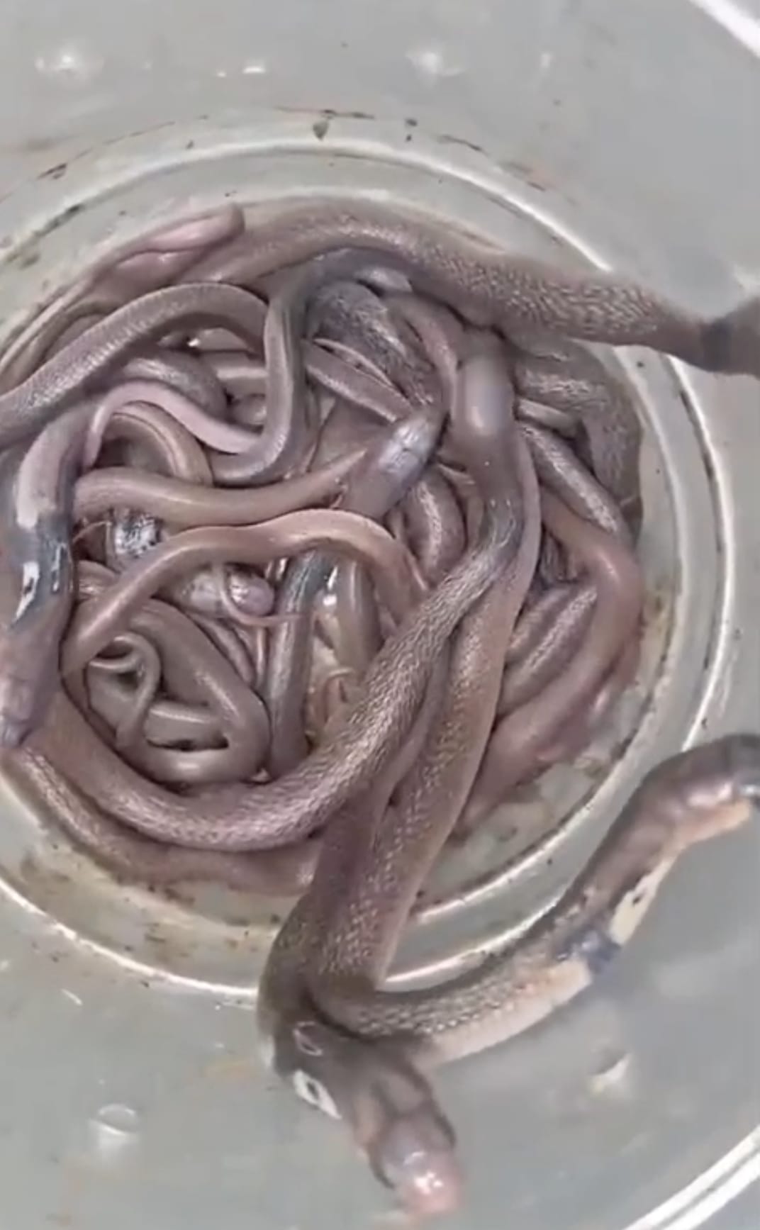 18 cobras found in house; panic ensues