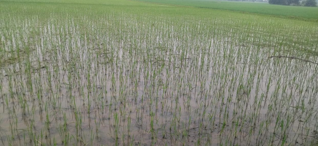 Farmers' concerns rise due to lack of rain.