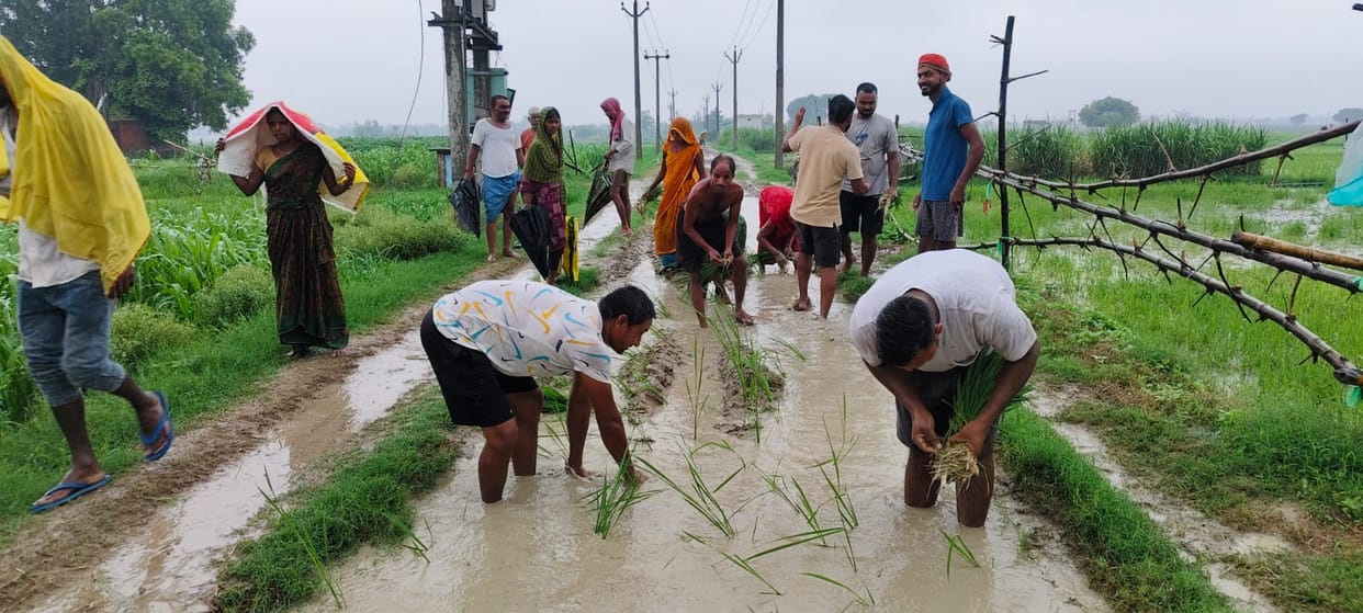 Villagers registered their protest by planting paddy in a muddy road.