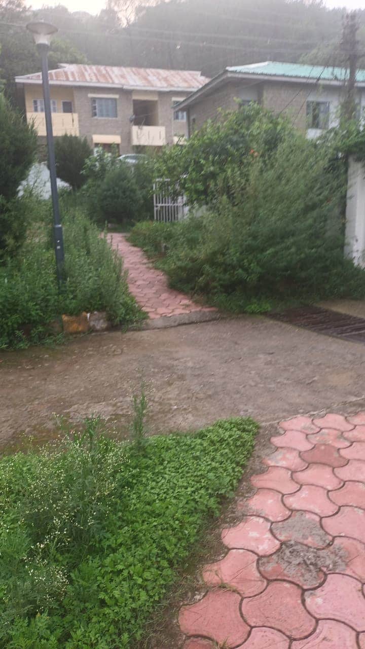 महाराणा प्रताप पार्क पैदल पथ के साथ उगी घास। संवाद।