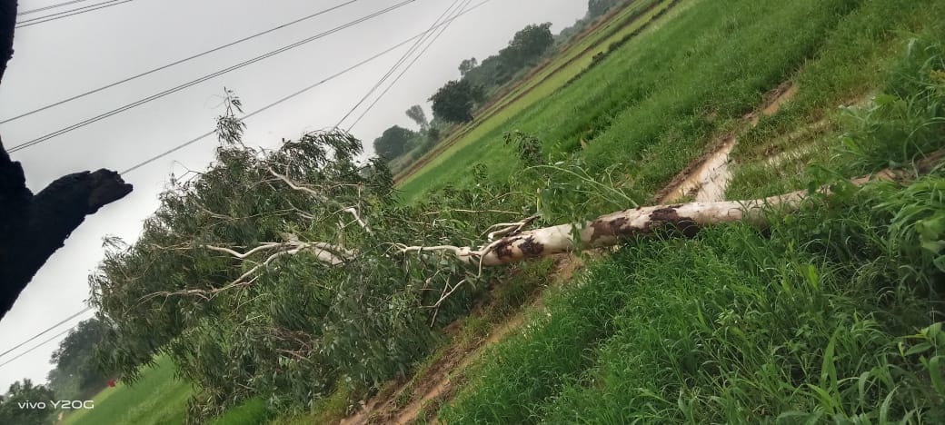 Electricity supply disrupted due to tree falling on LT wire