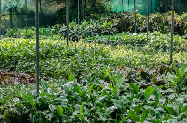 Tree plantation worth six crore rupees to be undertaken to increase greenery.