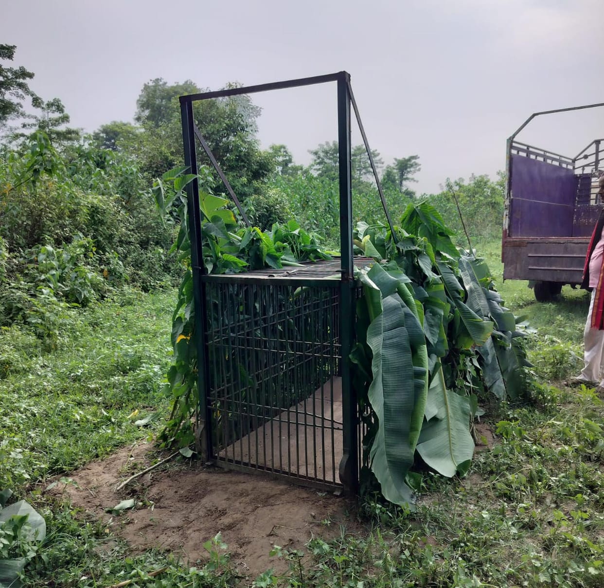 Leopard scare in Balasray; cage set up near temple.