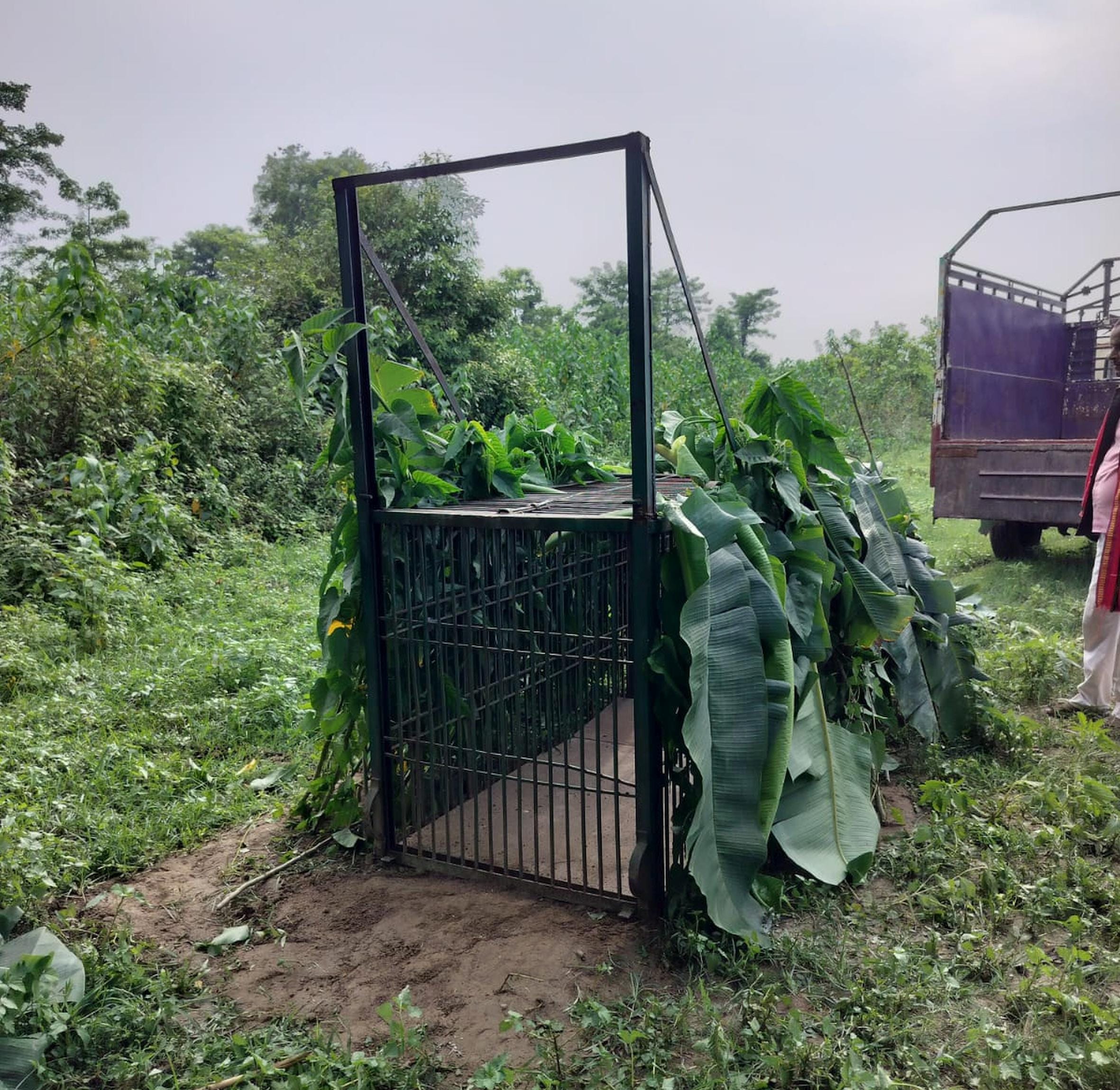 तेंदुए को पकड़ने के लिए वन विभाग द्वारा लगाया गया पिंजरा।