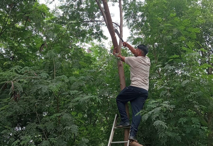 दिल्ली रोड पर पेड़ की कटिंग करते विद्युत कर्मी। संवाद