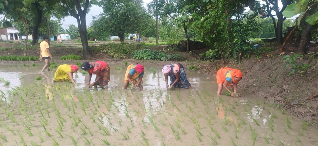Rain brings smiles to farmers, paddy transplantation begins