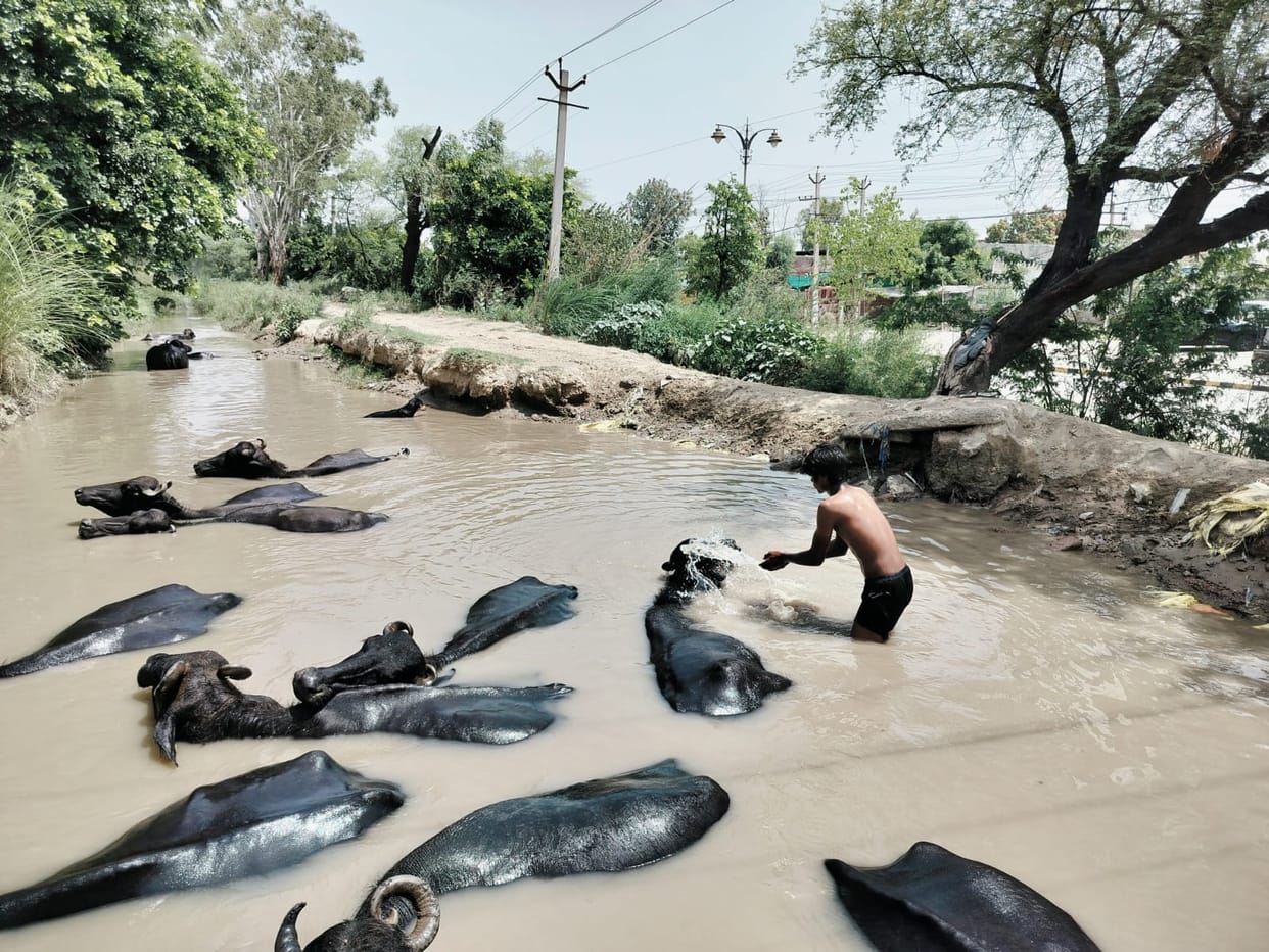 Contaminated water is reaching the waterworks, and yellow water is being supplied to homes.
