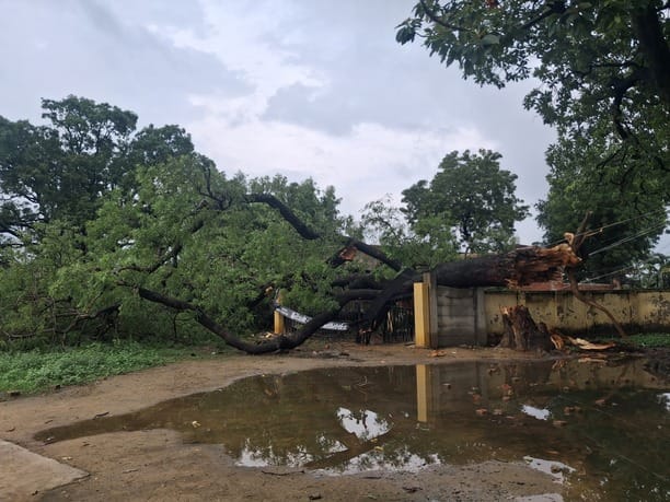 A massive neem tree fell within the school premises.