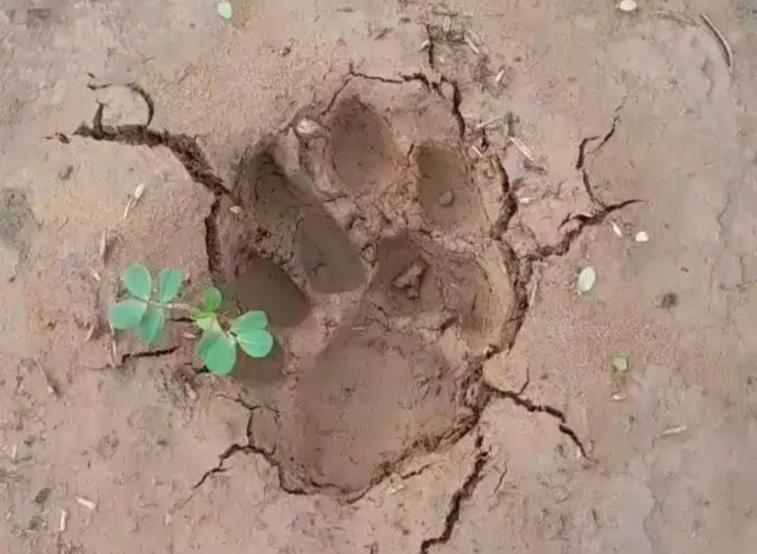 Fresh tiger pugmarks spotted in Gandharia.
