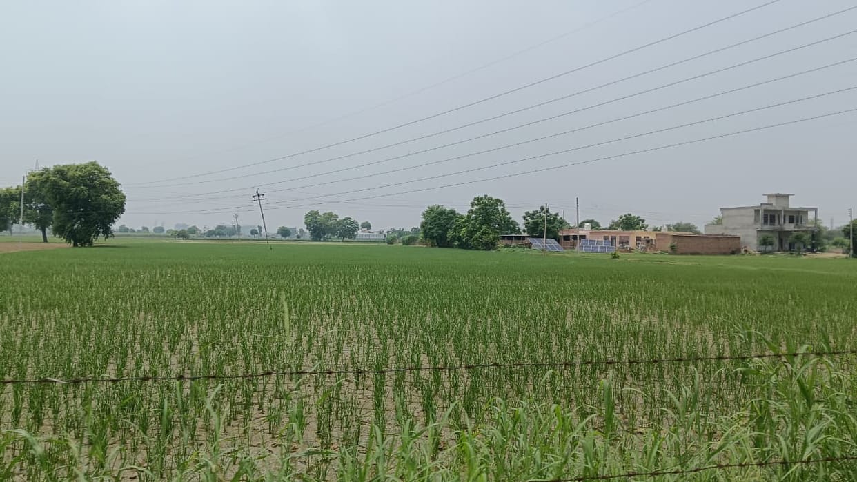 Delayed rains reduce paddy acreage; farmers shift towards pearl millet and soft cotton