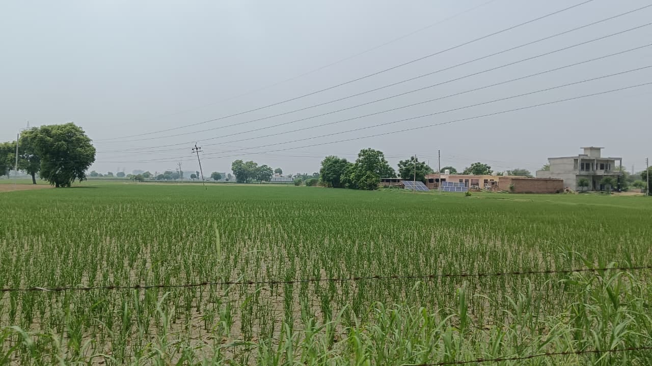 भोडियाखेड़ा में उगी धान की फसल। संवाद