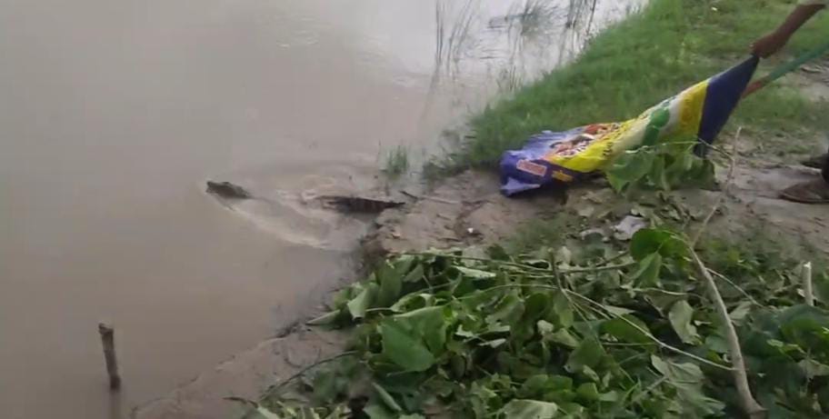 Crocodile found in pond; rescued and released into the river.