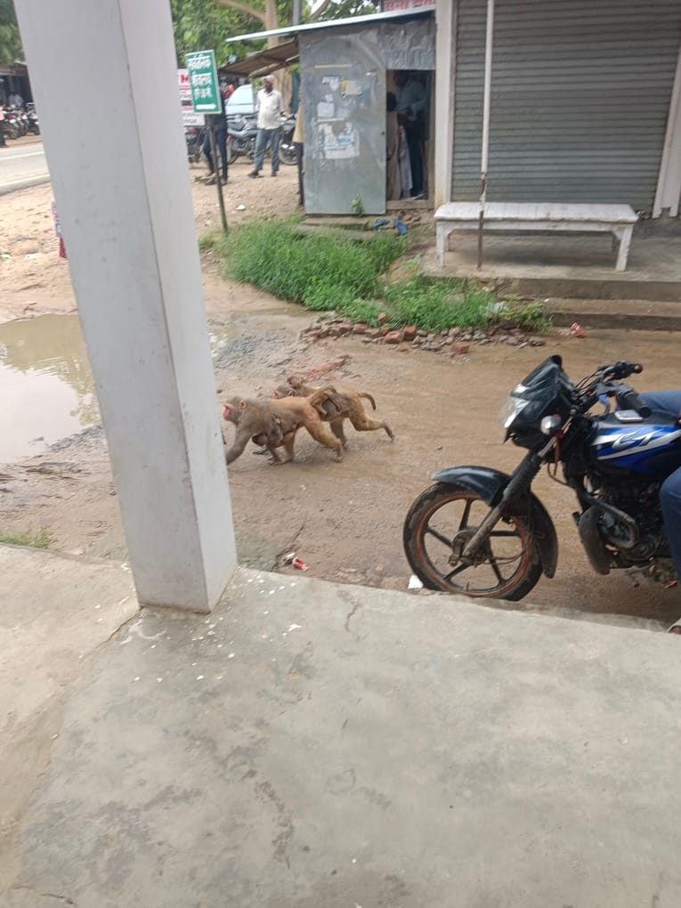 Monkey menace in Bankati block