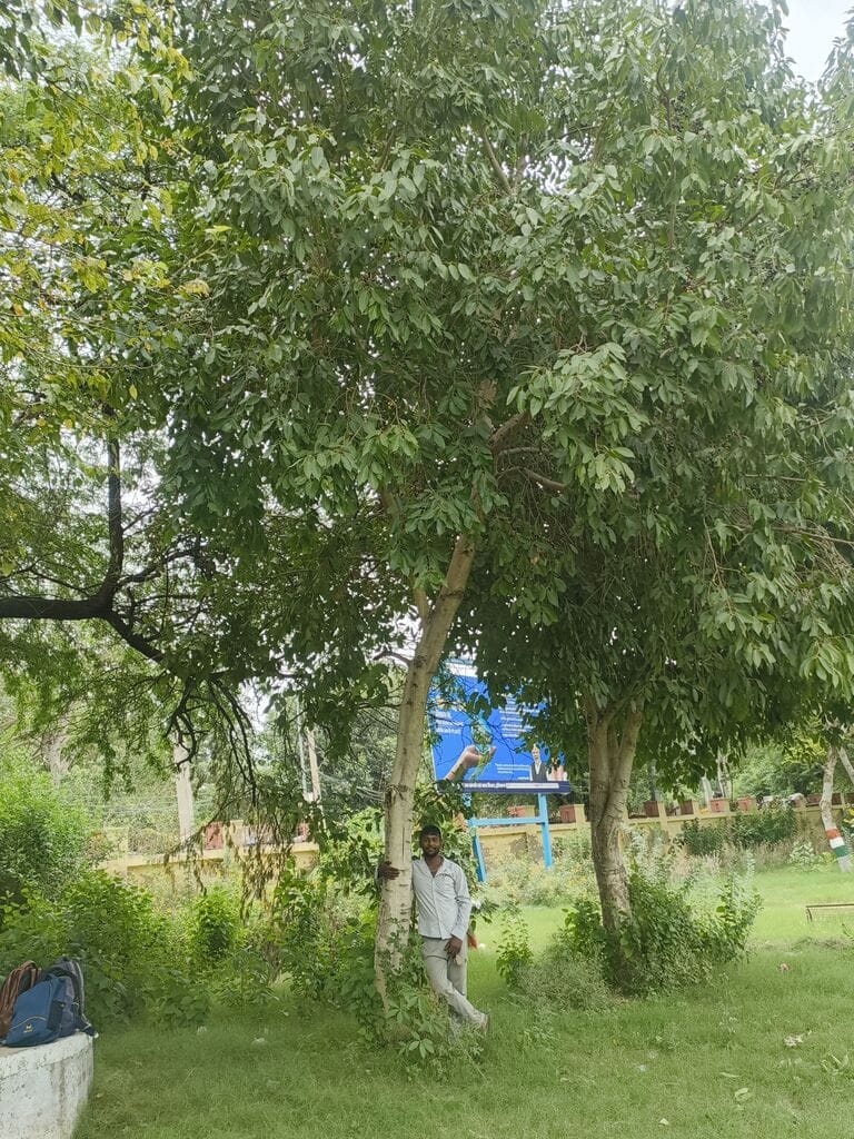 The sapling planted by Sonu has grown into a fruit-laden tree.