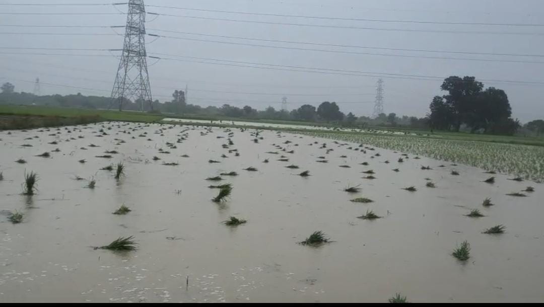 फोटो -20- बिधूना में बारिश से पानी से लबालब हुए खेत में धान रोपाई के लिए रखी पौध। संवाद