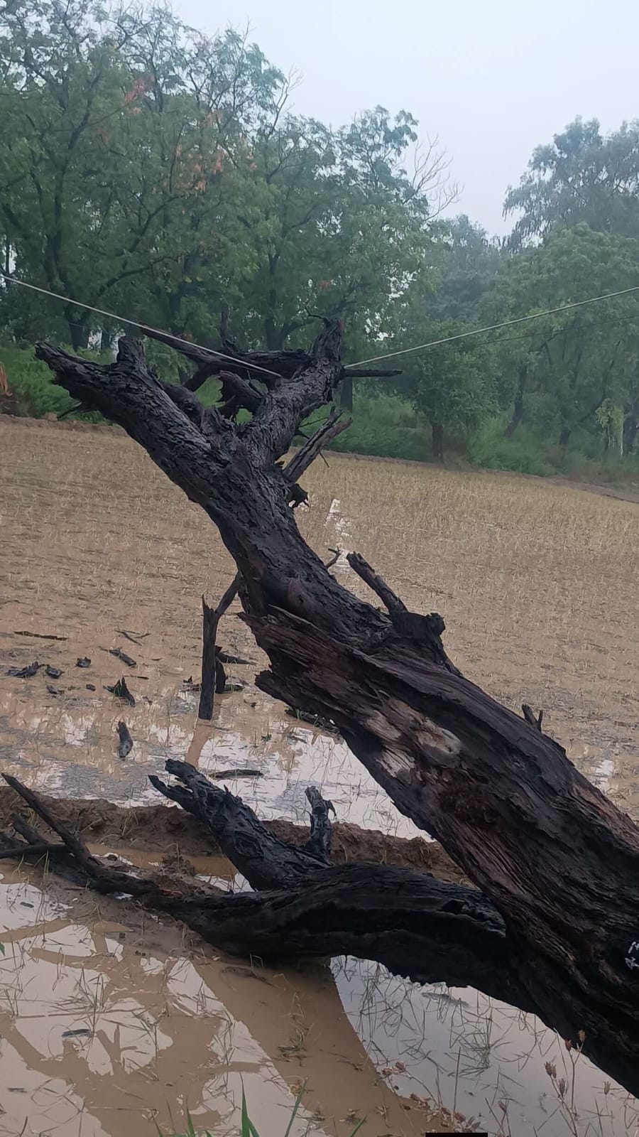 Rain lashed the area throughout the night, causing the temperature to drop by 7 degrees; more rain is expected over the next four days