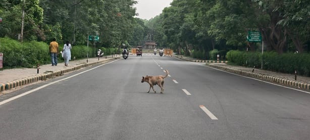 Supreme order ineffective...dog shelter home on paper, dogs at public places, shelter home's work stuck in land dispute