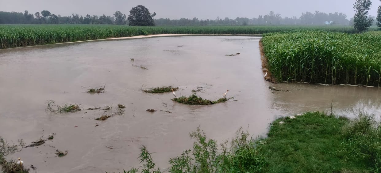 Canal bank breaches; 31 bighas of crops submerged.