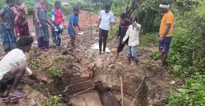 Nandi bull fell in well in Korba 7 hour rescue done