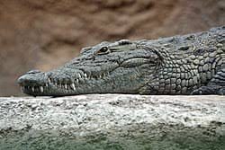 Crocodile spotted in the pond at Alampur Fatehpur.