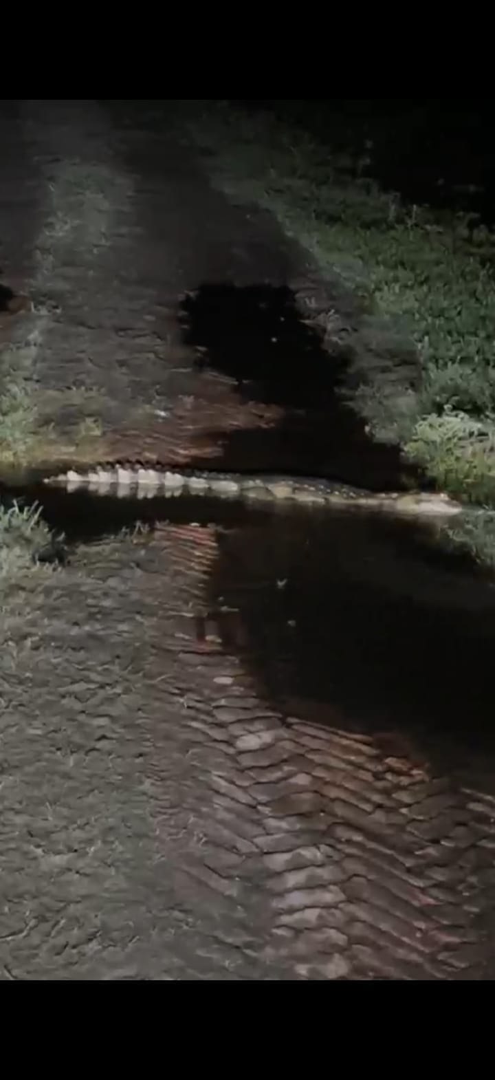 Crocodiles move towards the village with the swollen Sharda river... Fear in Daulatpur