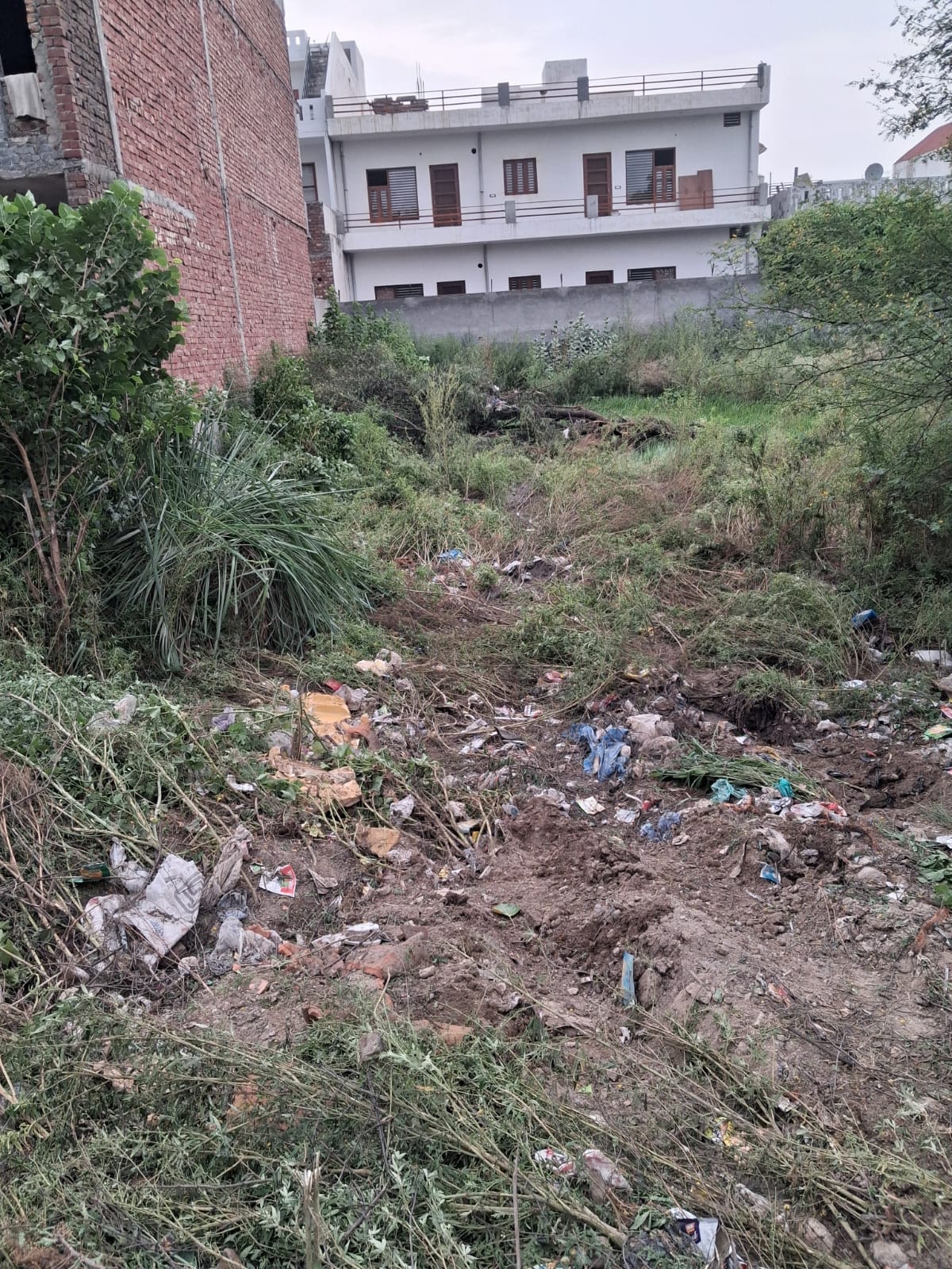 सेक्टर-6 के एक खाली प्लॉट में तोड़कर डाला पेड़। संवाद
