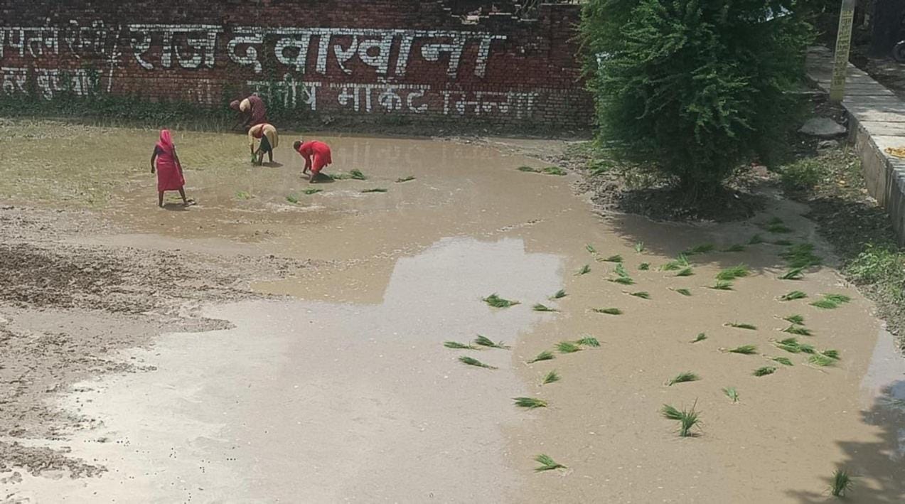 धान की रोपाई करतीं महिलाएं