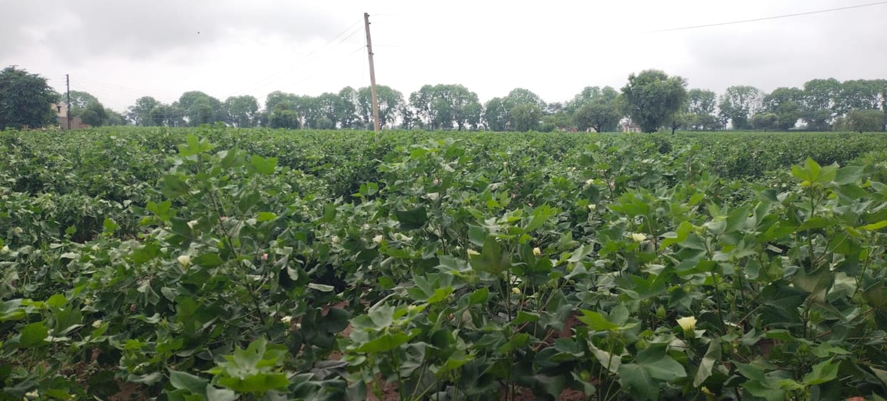 Withering Kharif crops came back to life