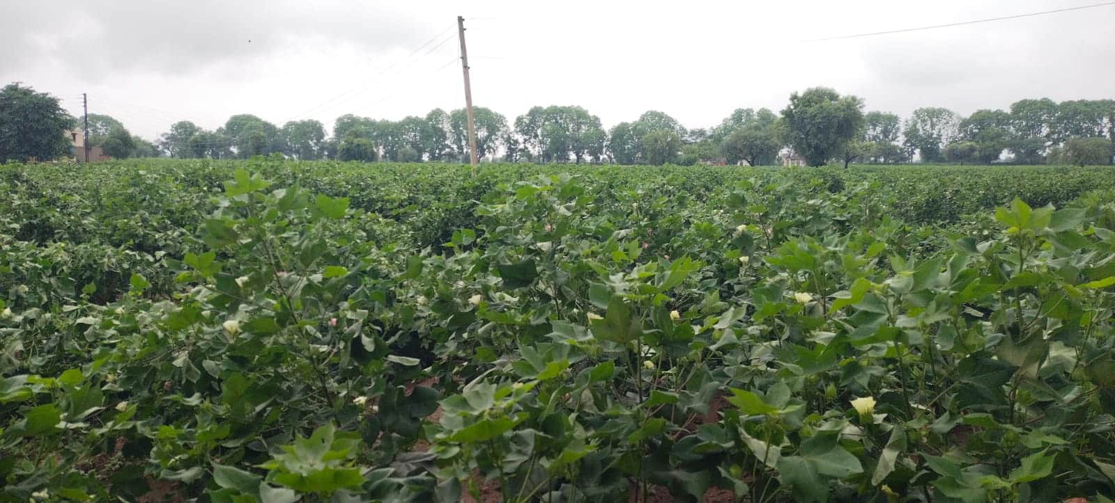 बारिश के बाद खेतों में लहलहाती कपास की फसल। संवाद