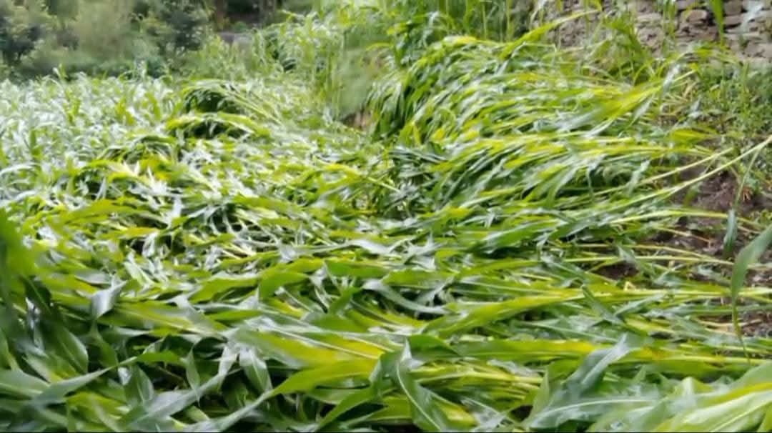 बारिश से मक्की के खेतो में बिछी मक्की की फ़सल : जागरूक पाठक