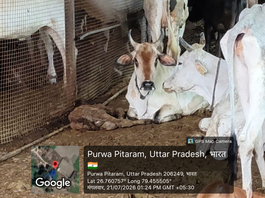 Cattle deaths at the cowshed; condition of a sick animal worsens.
