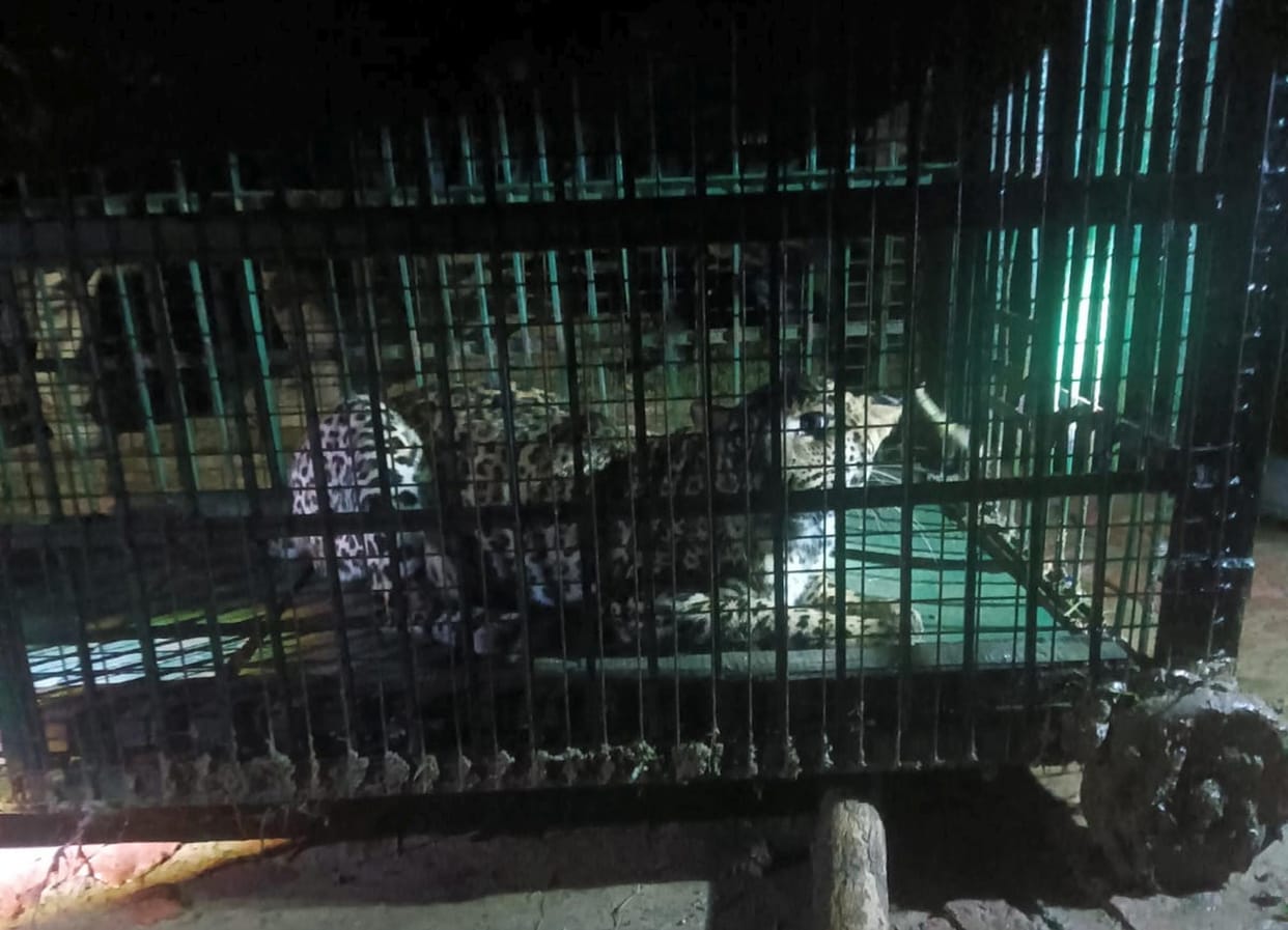 Tail-less female leopard captured in cage, but panic persists; the one that killed the elderly man remains at large.