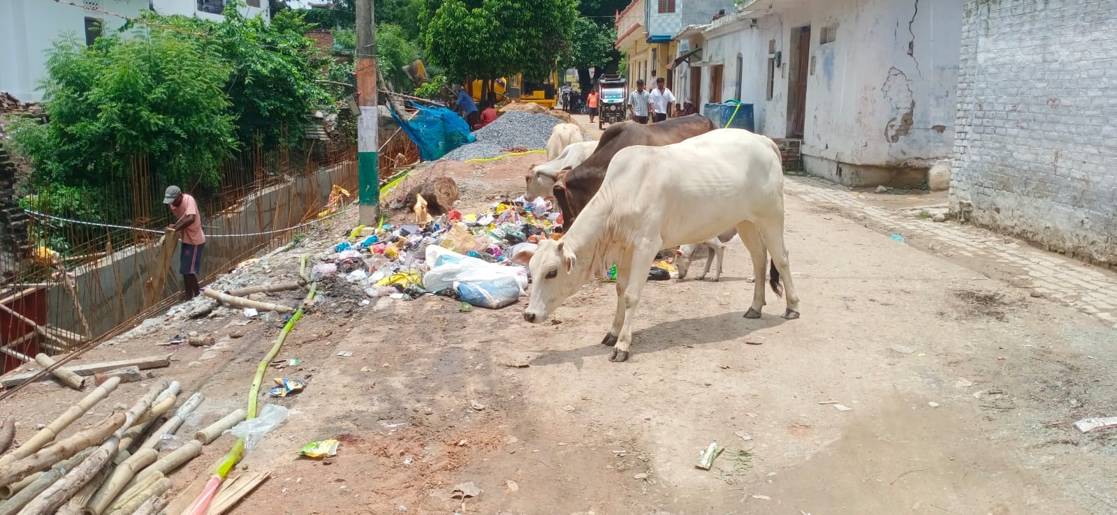कलक्ट घाट को जाने वाले मार्ग पर फैले कूड़े में भोजन की तलाश करते मवेशी। संवाद
