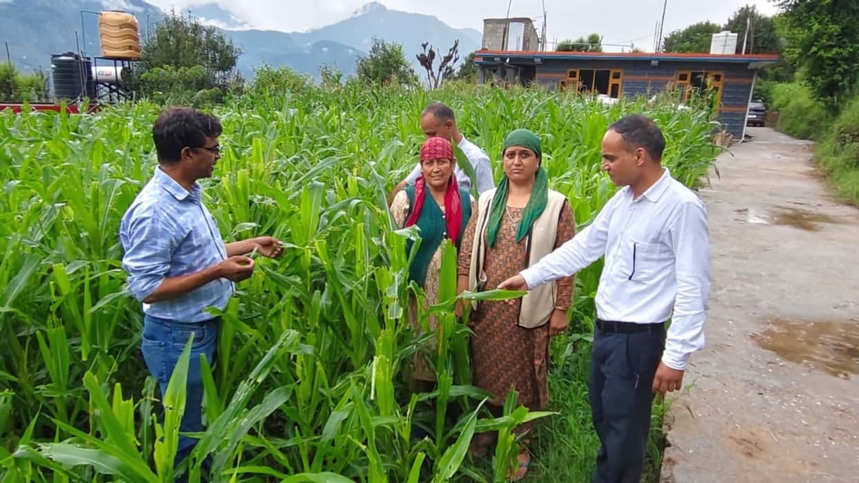 Surveillance stepped up to protect maize from Fall Armyworm.