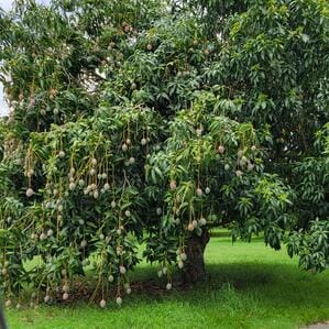 Mango farming has transformed the fortunes of farmers