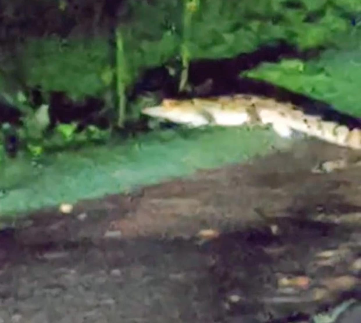 Crocodile lunges at elderly woman heading to the fields; she escapes by running away.