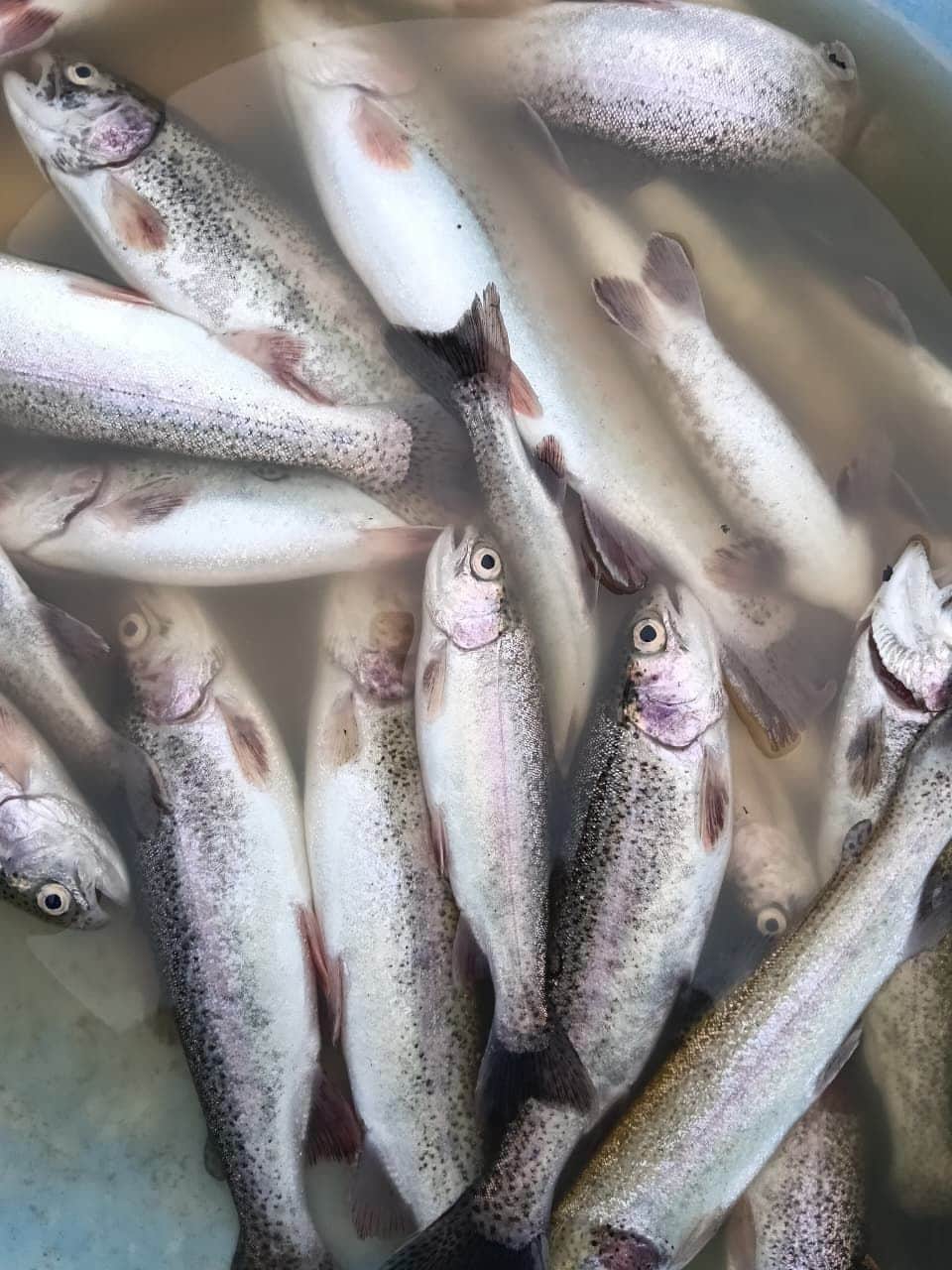 5,000 trout died in the pond due to the mixing of rainwater.