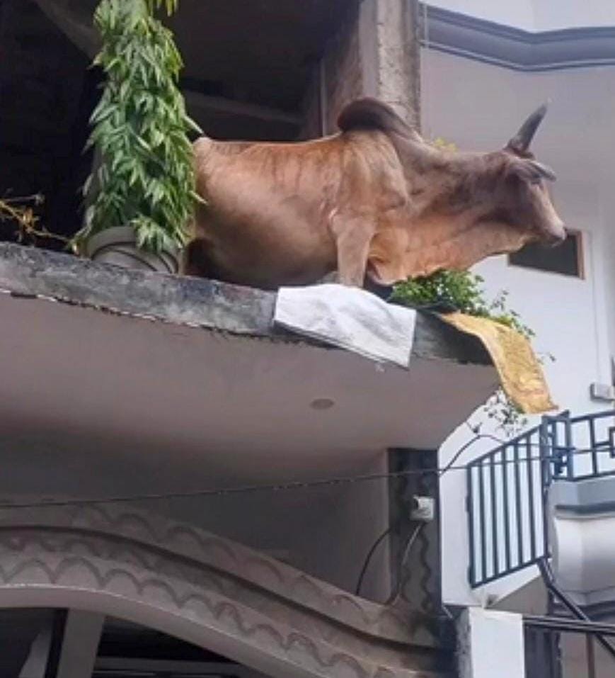Bull climbs to the second floor of the house