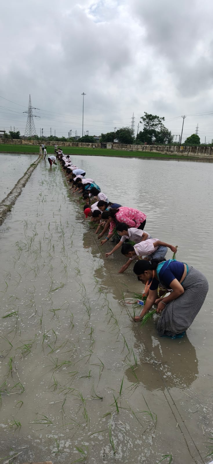 From transplanting paddy to the journey of grain from the field to the plate.