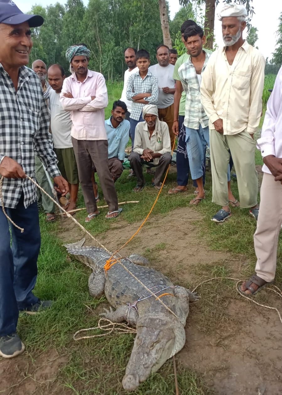 नांगल सोती- गांव मंडेयो में मगरमच्छ को देखते ग्रामीण। स्रोत ग्रामीण