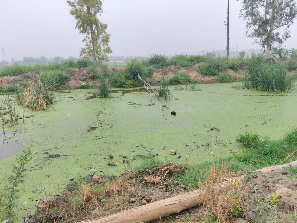 Farmers of Pai grappling with an irrigation crisis.