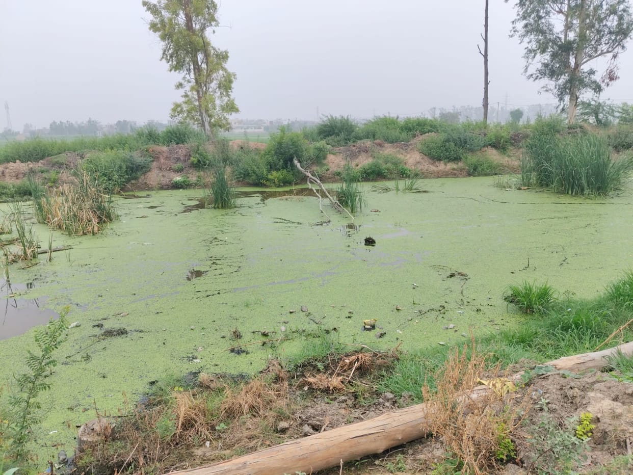 Farmers of Pai grappling with an irrigation crisis.