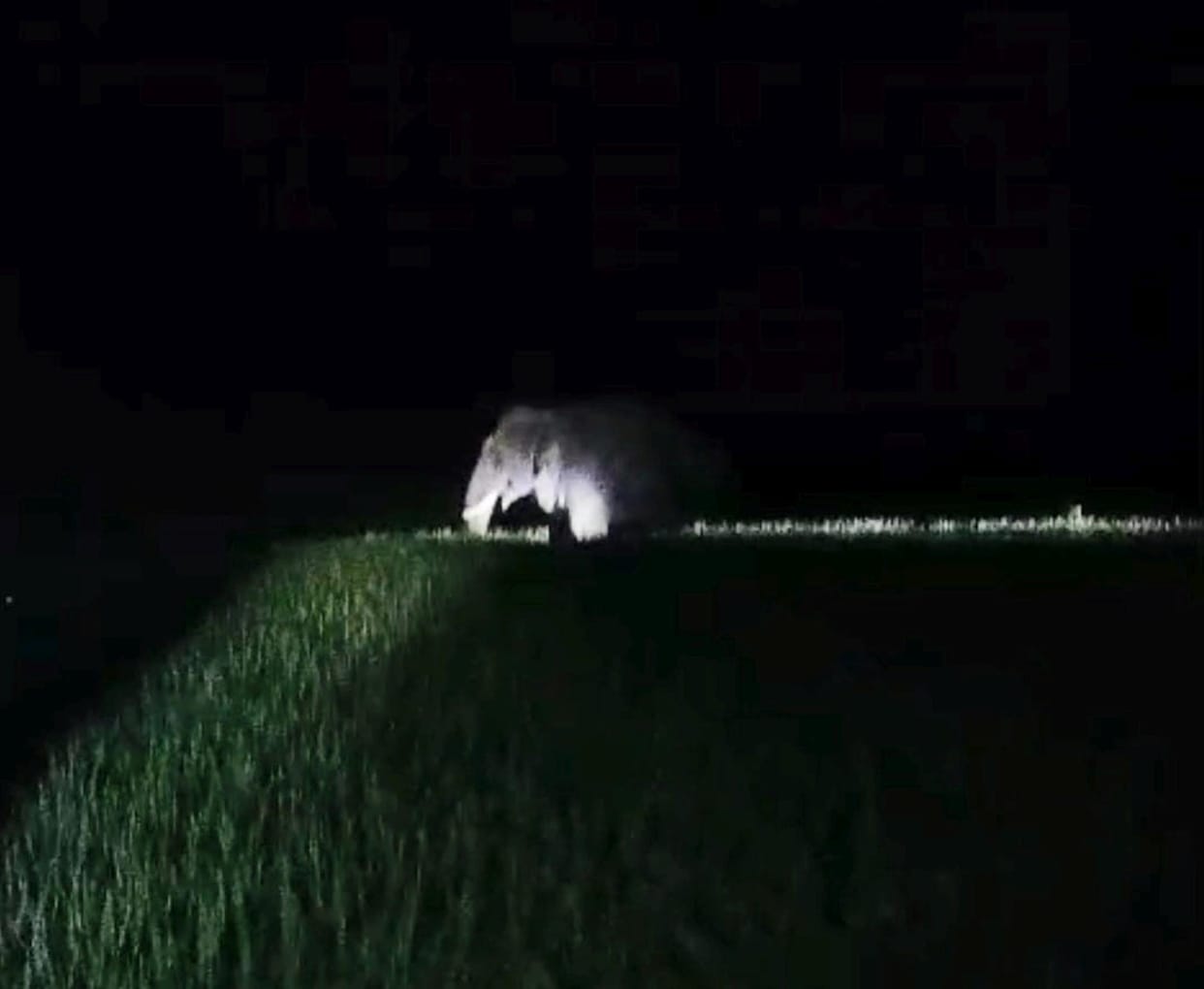 Elephant tramples paddy crop in Rampurwa.