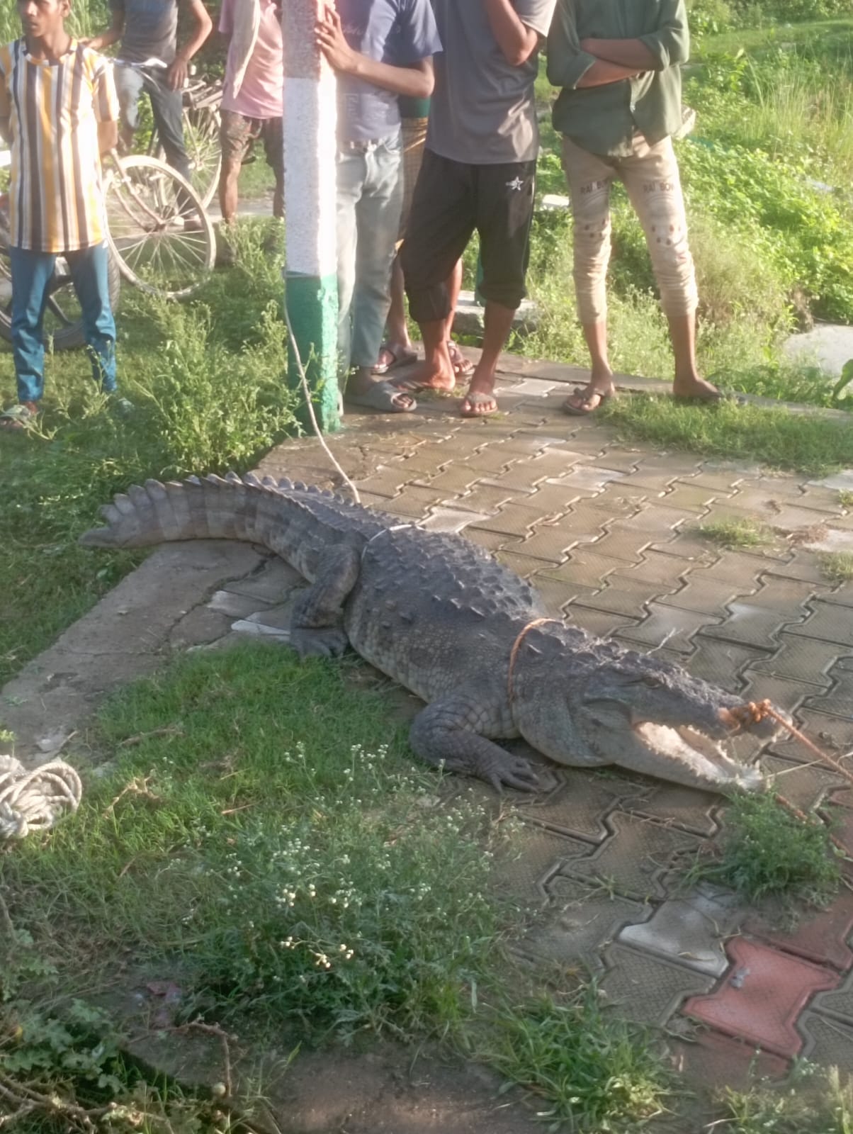 Crocodile spotted on the banks of pond in Saidapur village