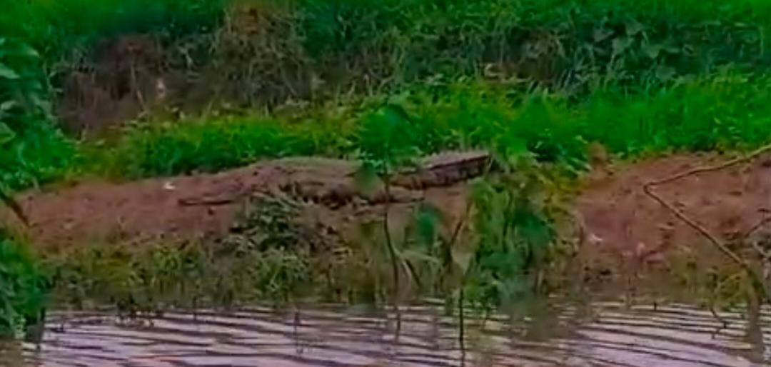 Panic among villagers after a crocodile is spotted in the village on Diwali.